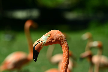 Fototapeta premium Flamingos im Tierpark