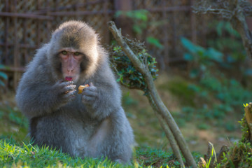 Native Japanese macaque Macaca fuscata with brown-grey fur, red face, and short tail; known as the snow monkey, seen in the Iwatayama monkey park located on the Arashiyama mountain near Kyoto, Japan