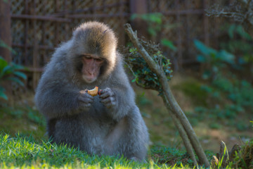 Native Japanese macaque Macaca fuscata with brown-grey fur, red face, and short tail; known as the snow monkey, seen in the Iwatayama monkey park located on the Arashiyama mountain near Kyoto, Japan