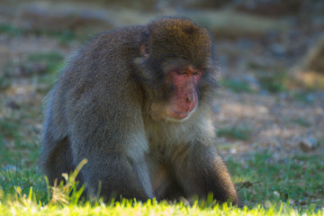 Native Japanese macaque Macaca fuscata with brown-grey fur, red face, and short tail; known as the snow monkey, seen in the Iwatayama monkey park located on the Arashiyama mountain near Kyoto, Japan