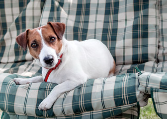 Close-up portrait of cute dog Jack russell resting on green blue checkered pads or cushion on Garden bench or sofa outside at sunny day. The curious pet looking into camera