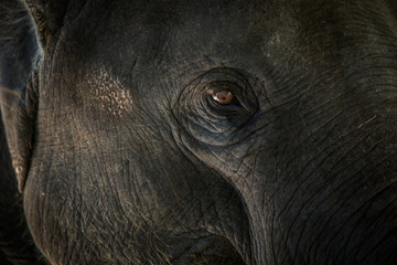 elephant's eye