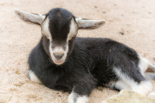Kleine Zicke liegt auf einem Bauernhof im sandigen Boden
