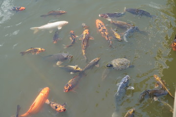 koi teich