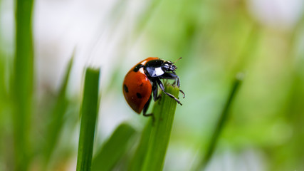 ladybug close-up