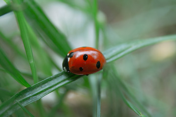 Fototapeta premium ladybug