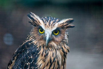 Fish owl looking into camera