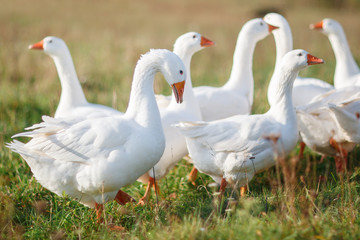 Lots of nice white gooses grazing on the meadow at noon, and looking for food