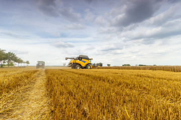 Fototapeta premium Mähdrescher im Einsatz auf einem Feld