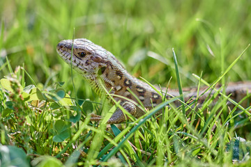 eidechse im Grass