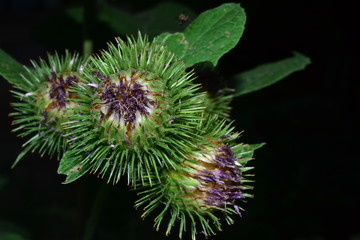 flower, nature, green, thistle,  purple, spines, thorns, thorny flowers, bud, burgeon, sunflower, nature, plant, green, spring, garden, macro, daisy, design, textured, illustration, backdrop, abstract