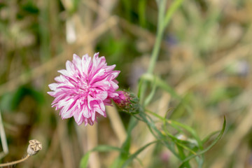 Pink flower