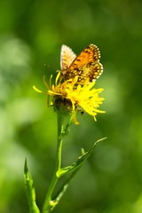 A brown white color butterfly sitting on a flower