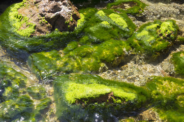 Obraz na płótnie Canvas Green algae on a stony shore