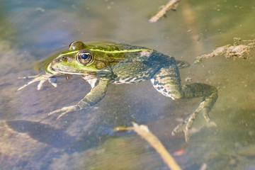 Frosch im Teich