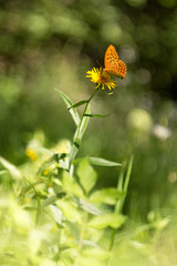 A brown white color butterfly sitting on a flower