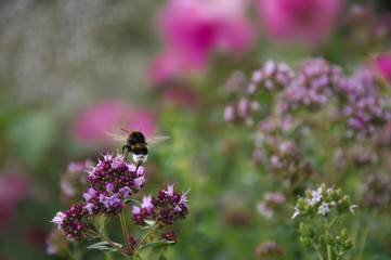 The bumblebee collects pollen on the oregano bush. In the background roses and other flowers