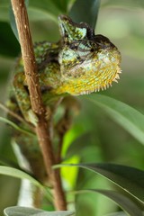 Color Yemeni chameleon - (Chamaeleo calyptratus) is a kind of big chameleon.