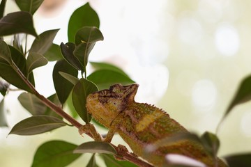 Color Yemeni chameleon - (Chamaeleo calyptratus) is a kind of big chameleon.