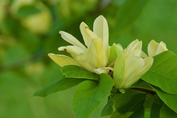 Beautiful yellow magnolia flowers with green leaves