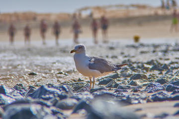 mowe am strand