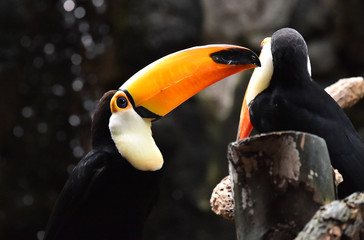 tucan