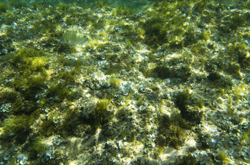 Fototapeta na wymiar Sea bottom overgrown with low algae