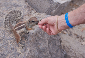 handzahmes streifenhörnchen