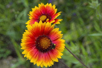 Beautiful red-orange garden flower with a bee in the stamens.
