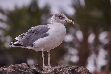 möve