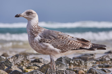 möve am Strand