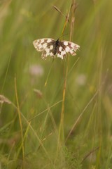 A brown white color butterfly sitting on a flower