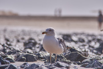 möve am strand
