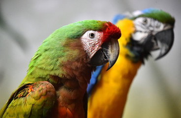 macaw
