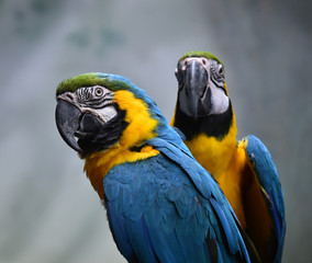 macaw