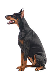 Doberman