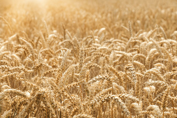 Close up of golden summer sunny wheat field with selective focus