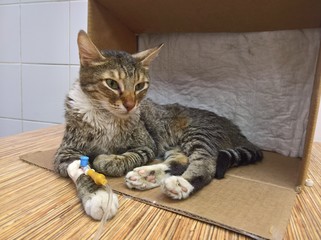 A beautiful striped cat with an intravenous catheter on the front paw obtains the required drug...