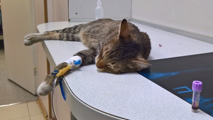 A beautiful striped cat with an intravenous catheter on the front paw obtains the required drug...
