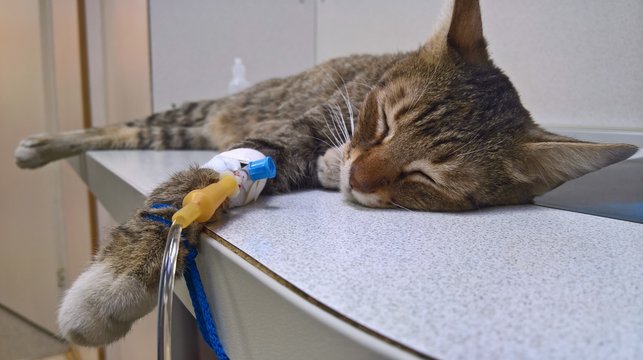 A beautiful striped cat with an intravenous catheter on the front paw obtains the required drug solution for recovery