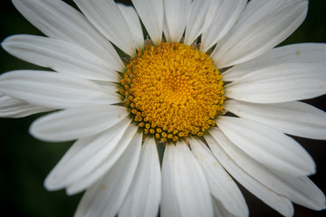 Closeup of chamomile