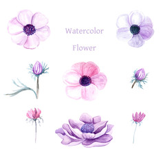 Purple flowers in watercolor.Floral set with flowers, drawing watercolor. 