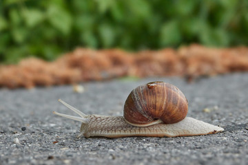 Schnecke mit Haus
