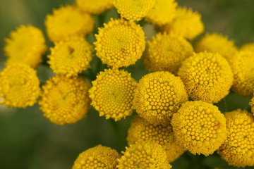 Macro Tansy yellow flowers. (tanacetum) selective focus.