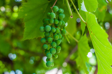 Dojrzewający zielony winogron