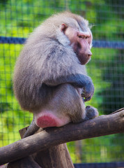 Baboon monkey ost on tree outdoor
