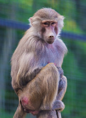 Baboon monkey ost on tree outdoor
