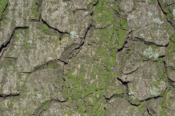 dry, cracked, texture, earth, drought, ground, soil, mud, crack, bark, tree, texture, background, design, originality, creative, creativity, macro, abstract, detail, textured, moss, old, daisy,  
