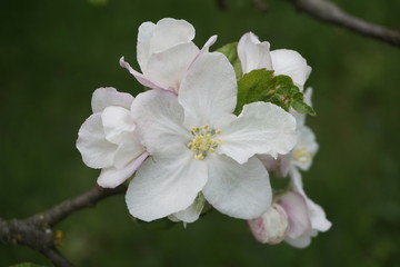 Fototapeta na wymiar Wiosenne kwiaty jabłoni