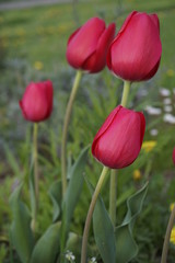 Czerwone tulipany na początek wiosny